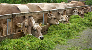 गौ सेवा से पाएं जीवन सुख का मेवा