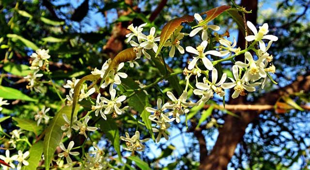 Benefits of Neem Tree in Hindi