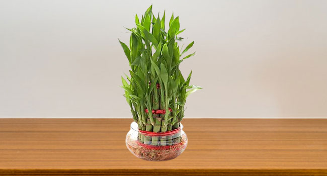 Lucky bamboo plant benefits in hindi