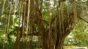 जन्म नक्षत्र से संबंधित वृक्ष पूजन से होती है नक्षत्रों की शांति